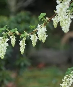 Future Forests Shrubs Ribes Sanguineum Alba