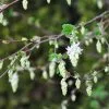 Future Forests Shrubs Ribes Sanguineum Alba