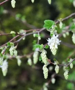 Future Forests Shrubs Ribes Sanguineum Alba