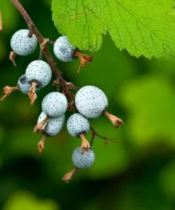 Future Forests Ribes Sanguineum King Edward VII Shrubs