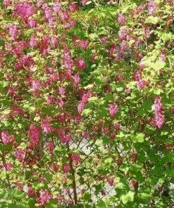 Future Forests Ribes Sanguineum King Edward VII Shrubs