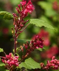 Future Forests Ribes Sanguineum King Edward VII Shrubs