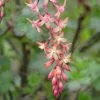 Future Forests Shrubs Ribes X Gordonianum