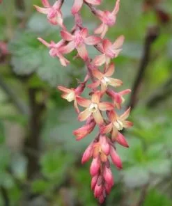 Future Forests Shrubs Ribes X Gordonianum