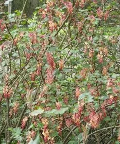 Future Forests Shrubs Ribes X Gordonianum