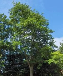 Future Forests Robinia Pseudoacacia - Black Locust Trees