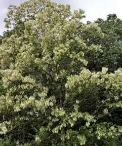 Future Forests Robinia Pseudoacacia - Black Locust Trees