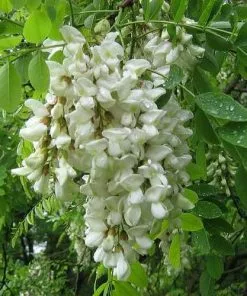 Future Forests Robinia Pseudoacacia - Black Locust Trees
