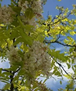 Future Forests Robinia Pseudoacacia - Black Locust Trees