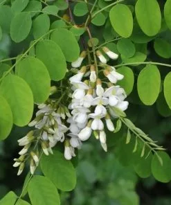 Future Forests Robinia Pseudoacacia - Black Locust Trees
