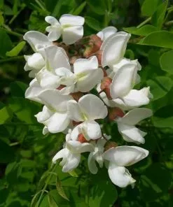 Future Forests Robinia Pseudoacacia - Black Locust Trees