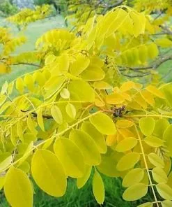 Future Forests Robinia Pseudoacacia Frisia - Golden Robinia Trees