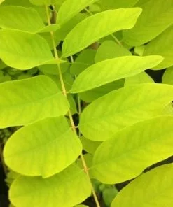 Future Forests Robinia Pseudoacacia Frisia - Golden Robinia Trees