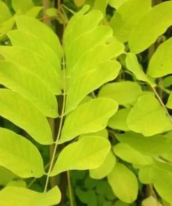 Future Forests Robinia Pseudoacacia Frisia - Golden Robinia Trees