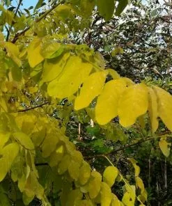 Future Forests Robinia Pseudoacacia Frisia - Golden Robinia Trees