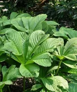 Future Forests Rodgersia Henrici Hybrid