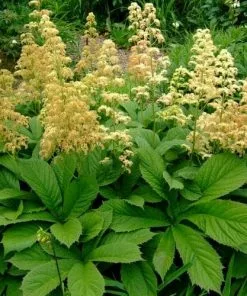 Future Forests Rodgersia Henrici Hybrid