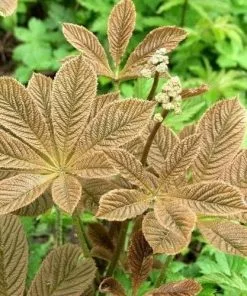 Future Forests Rodgersia Henrici Hybrid