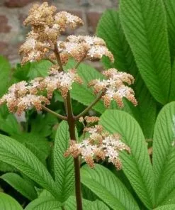 Future Forests Rodgersia Henrici Hybrid