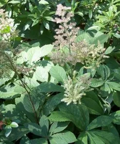 Future Forests More Rodgersia Aesculifolia AGM