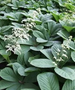 Future Forests More Rodgersia Aesculifolia AGM