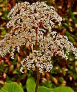 Future Forests More Rodgersia Aesculifolia AGM