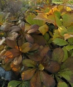 Future Forests More Rodgersia Aesculifolia AGM