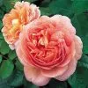 Future Forests Rosa Auscot (Abraham Darby) - David Austin Rose Roses