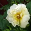 Future Forests Rosa Agnes - Rugosa Rose