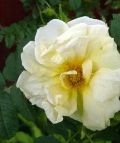 Future Forests Rosa Agnes - Rugosa Rose