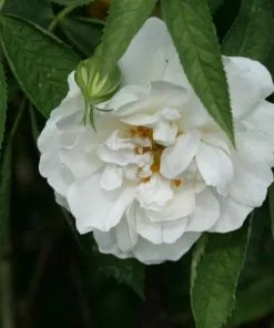 Future Forests Rosa Alba Maxima - Old Shrub Rose
