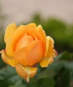 Future Forests Rosa Amber Queen - Floribunda Shrub Rose