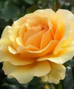 Future Forests Rosa Amber Queen - Floribunda Shrub Rose