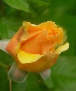 Future Forests Rosa Amber Queen - Floribunda Shrub Rose