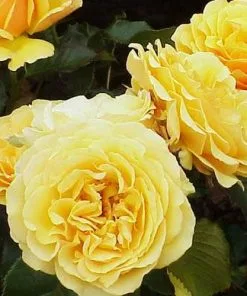 Future Forests Rosa Amber Queen - Floribunda Shrub Rose