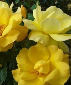 Future Forests Rosa Arthur Bell - Floribunda Shrub Rose Roses