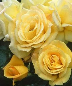 Future Forests Rosa Arthur Bell - Floribunda Shrub Rose Roses