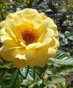 Future Forests Rosa Arthur Bell - Floribunda Shrub Rose Roses 9 Future Forests Rosa Arthur Bell - Floribunda Shrub Rose Roses