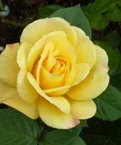 Future Forests Rosa Arthur Bell - Floribunda Climbing Rose