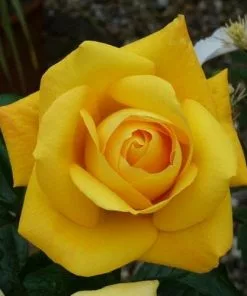 Future Forests Rosa Arthur Bell - Floribunda Climbing Rose