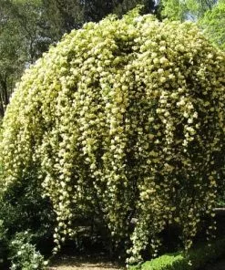 Future Forests Rosa Banksiae Lutea - Rambling Rose Climbers