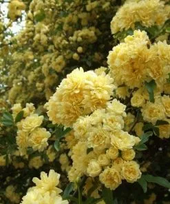 Future Forests Rosa Banksiae Lutea - Rambling Rose Climbers