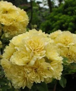 Future Forests Rosa Banksiae Lutea - Rambling Rose Climbers