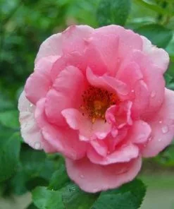 Future Forests Climbers Rosa Bantry Bay - Climbing Rose