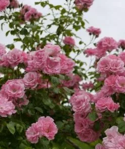 Future Forests Climbers Rosa Bantry Bay - Climbing Rose