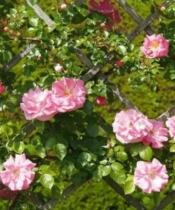 Future Forests Climbers Rosa Bantry Bay - Climbing Rose