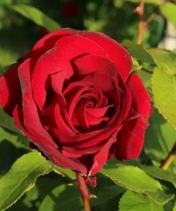 Future Forests Roses Rosa Benjamin Britten - David Austin Shrub Rose