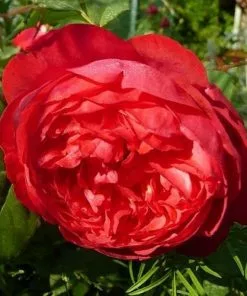 Future Forests Roses Rosa Benjamin Britten - David Austin Shrub Rose