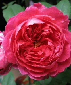 Future Forests Roses Rosa Benjamin Britten - David Austin Shrub Rose