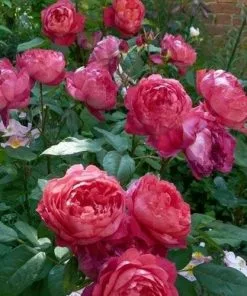 Future Forests Roses Rosa Benjamin Britten - David Austin Shrub Rose